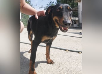 Zlatka eine Kämpferin