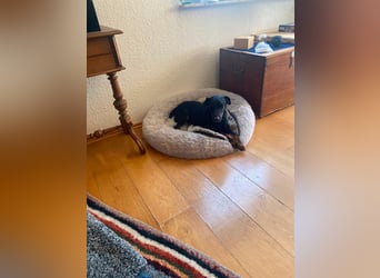 Kleiner Jagdterrier Krampus sucht ein Zuhause (wartet in 70794)