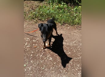 Kleiner Jagdterrier Krampus sucht ein Zuhause (wartet in 70794)