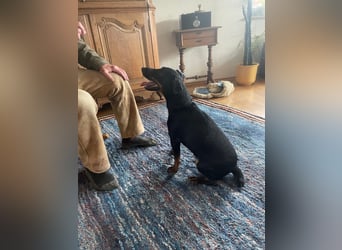 Kleiner Jagdterrier Krampus sucht ein Zuhause (wartet in 70794)