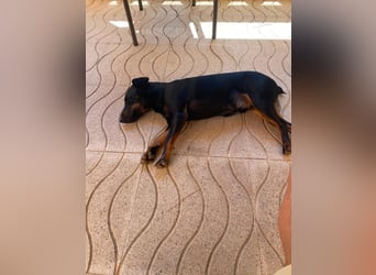 Kleiner Jagdterrier Krampus sucht ein Zuhause (wartet in 70794)