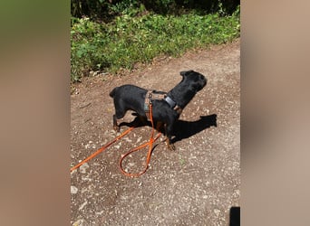 Kleiner Jagdterrier Krampus sucht ein Zuhause (wartet in 70794)