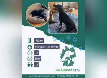 Kleiner Jagdterrier Krampus sucht ein Zuhause (wartet in 70794)