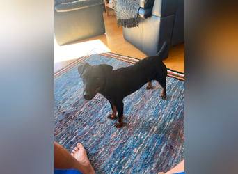Kleiner Jagdterrier Krampus sucht ein Zuhause (wartet in 70794)