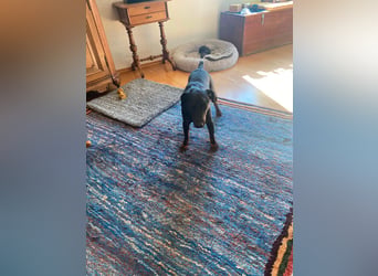 Kleiner Jagdterrier Krampus sucht ein Zuhause (wartet in 70794)