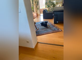 Kleiner Jagdterrier Krampus sucht ein Zuhause (wartet in 70794)