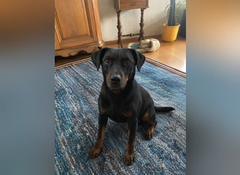 Kleiner Jagdterrier Krampus sucht ein Zuhause (wartet in 70794)