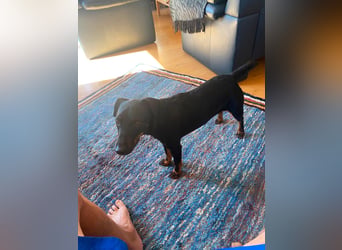 Kleiner Jagdterrier Krampus sucht ein Zuhause (wartet in 70794)