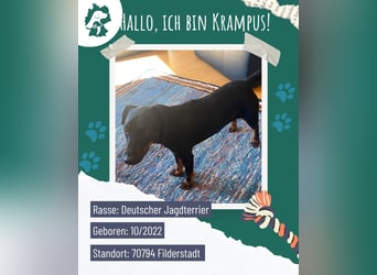 Kleiner Jagdterrier Krampus sucht ein Zuhause (wartet in 70794)