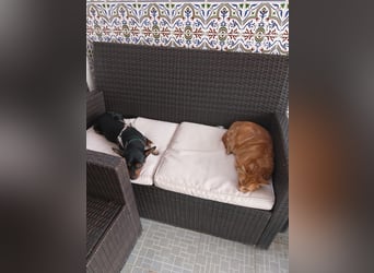 Toby, wurde einfach entsorgt