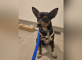 Toby, wurde einfach entsorgt