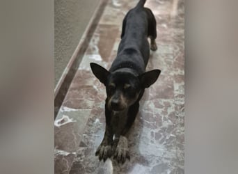 Toby, wurde einfach entsorgt