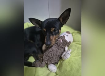 Toby, wurde einfach entsorgt