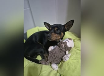 Toby, wurde einfach entsorgt