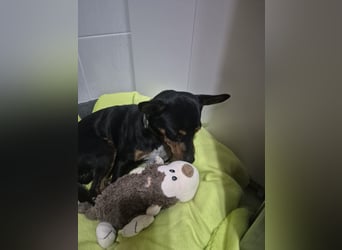 Toby, wurde einfach entsorgt