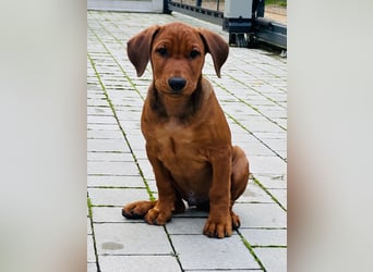 Deutscher Pinscher Welpen aus dem Haus ,,Cava Land" FCI Zucht