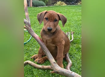Deutscher Pinscher Welpen aus dem Haus ,,Cava Land" FCI Zucht