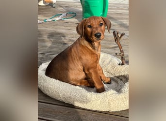 Deutscher Pinscher Welpen aus dem Haus ,,Cava Land" FCI Zucht