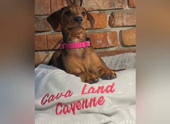 Deutscher Pinscher Welpen aus dem Haus ,,Cava Land" FCI Zucht