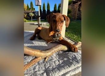 Deutscher Pinscher Welpen aus dem Haus ,,Cava Land" FCI Zucht