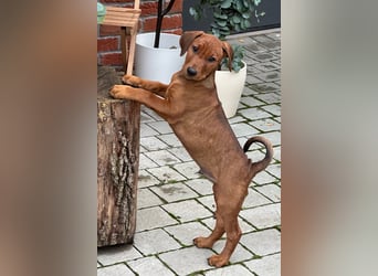 Deutscher Pinscher Welpen aus dem Haus ,,Cava Land" FCI Zucht