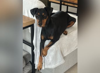 Deutscher Pinscher Welpen aus dem Haus ,,Cava Land" FCI Zucht