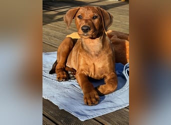 Deutscher Pinscher Welpen aus dem Haus ,,Cava Land" FCI Zucht