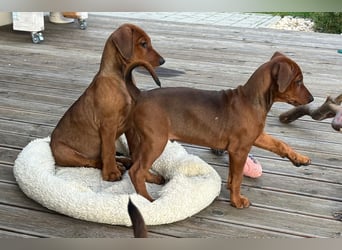 Deutscher Pinscher Welpen aus dem Haus ,,Cava Land" FCI Zucht