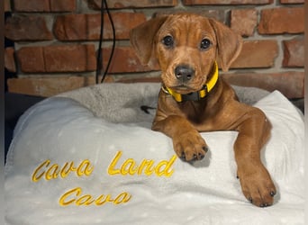 Deutscher Pinscher Welpen aus dem Haus ,,Cava Land" FCI Zucht
