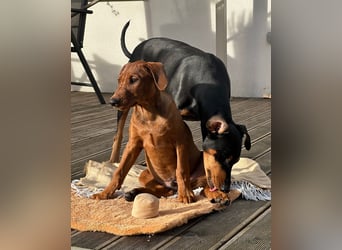 Deutscher Pinscher Welpen aus dem Haus ,,Cava Land" FCI Zucht