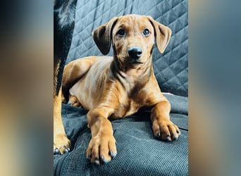 Deutscher Pinscher Welpen aus dem Haus ,,Cava Land" FCI Zucht