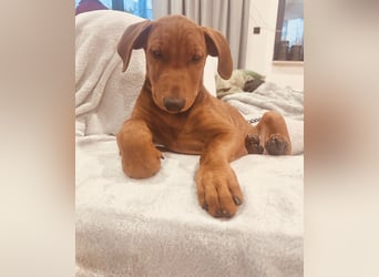 Deutscher Pinscher Welpen aus dem Haus ,,Cava Land" FCI Zucht