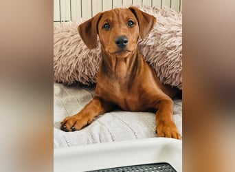 Deutscher Pinscher Welpen aus dem Haus ,,Cava Land" FCI Zucht