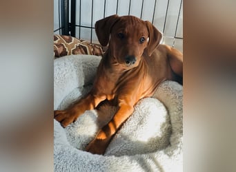 Deutscher Pinscher Welpen aus dem Haus ,,Cava Land" FCI Zucht