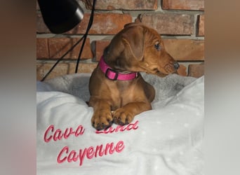 Deutscher Pinscher Welpen aus dem Haus ,,Cava Land" FCI Zucht