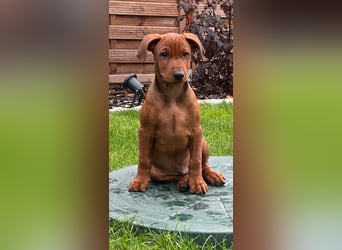 Deutscher Pinscher Welpen aus dem Haus ,,Cava Land" FCI Zucht