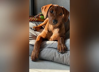 Deutscher Pinscher Welpen aus dem Haus ,,Cava Land" FCI Zucht