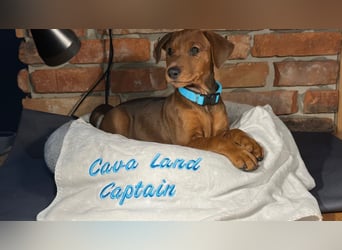 Deutscher Pinscher Welpen aus dem Haus ,,Cava Land" FCI Zucht
