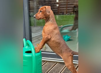 Deutscher Pinscher Welpen aus dem Haus ,,Cava Land" FCI Zucht