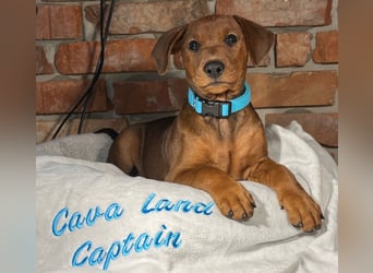 Deutscher Pinscher Welpen aus dem Haus ,,Cava Land" FCI Zucht