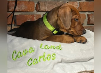 Deutscher Pinscher Welpen aus dem Haus ,,Cava Land" FCI Zucht