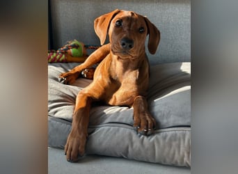 Deutscher Pinscher Welpen aus dem Haus ,,Cava Land" FCI Zucht