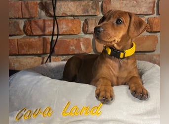 Deutscher Pinscher Welpen aus dem Haus ,,Cava Land" FCI Zucht