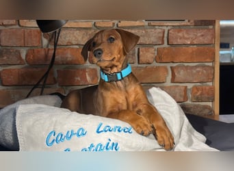 Deutscher Pinscher Welpen aus dem Haus ,,Cava Land" FCI Zucht