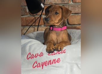 Deutscher Pinscher Welpen aus dem Haus ,,Cava Land" FCI Zucht