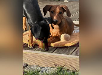 Deutscher Pinscher Welpen aus dem Haus ,,Cava Land" FCI Zucht
