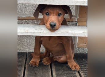 Deutscher Pinscher Welpen aus dem Haus ,,Cava Land" FCI Zucht