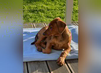 Deutscher Pinscher Welpen aus dem Haus ,,Cava Land" FCI Zucht