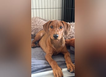 Deutscher Pinscher Welpen aus dem Haus ,,Cava Land" FCI Zucht