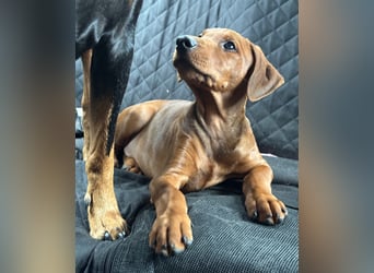 Deutscher Pinscher Welpen aus dem Haus ,,Cava Land" FCI Zucht